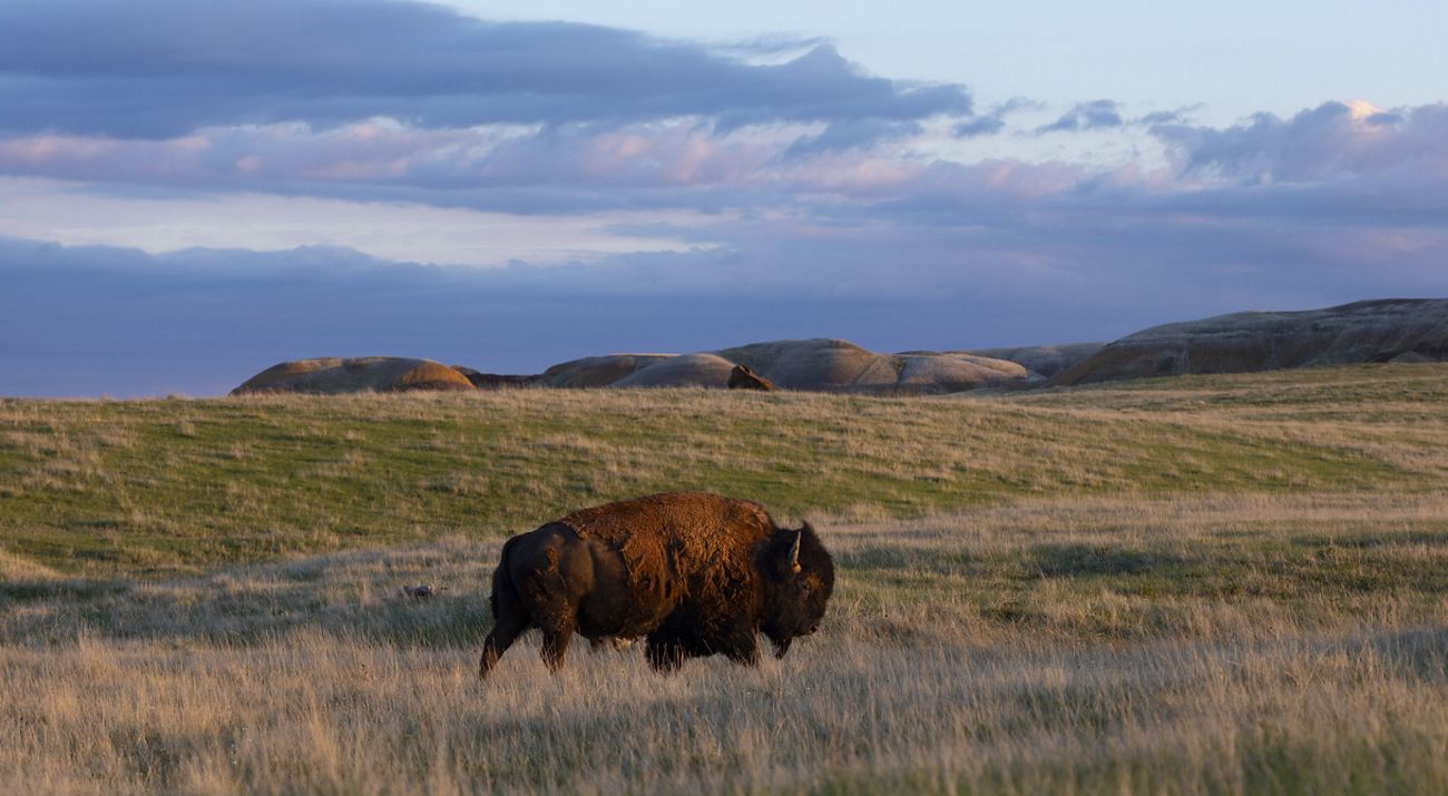 A large bison stands in a sweeping field of yellow grass with rocky hills in the background.