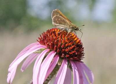 A small gray butterfly, the Dakota skipper, sits on the spiky orange center of a flower with long, thin, pink petals.