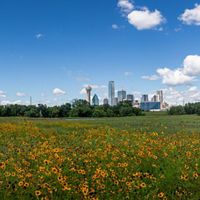 Yellow wildflowers bloom in a bright green field against the Dallas skyline on a clear, sunny day.
