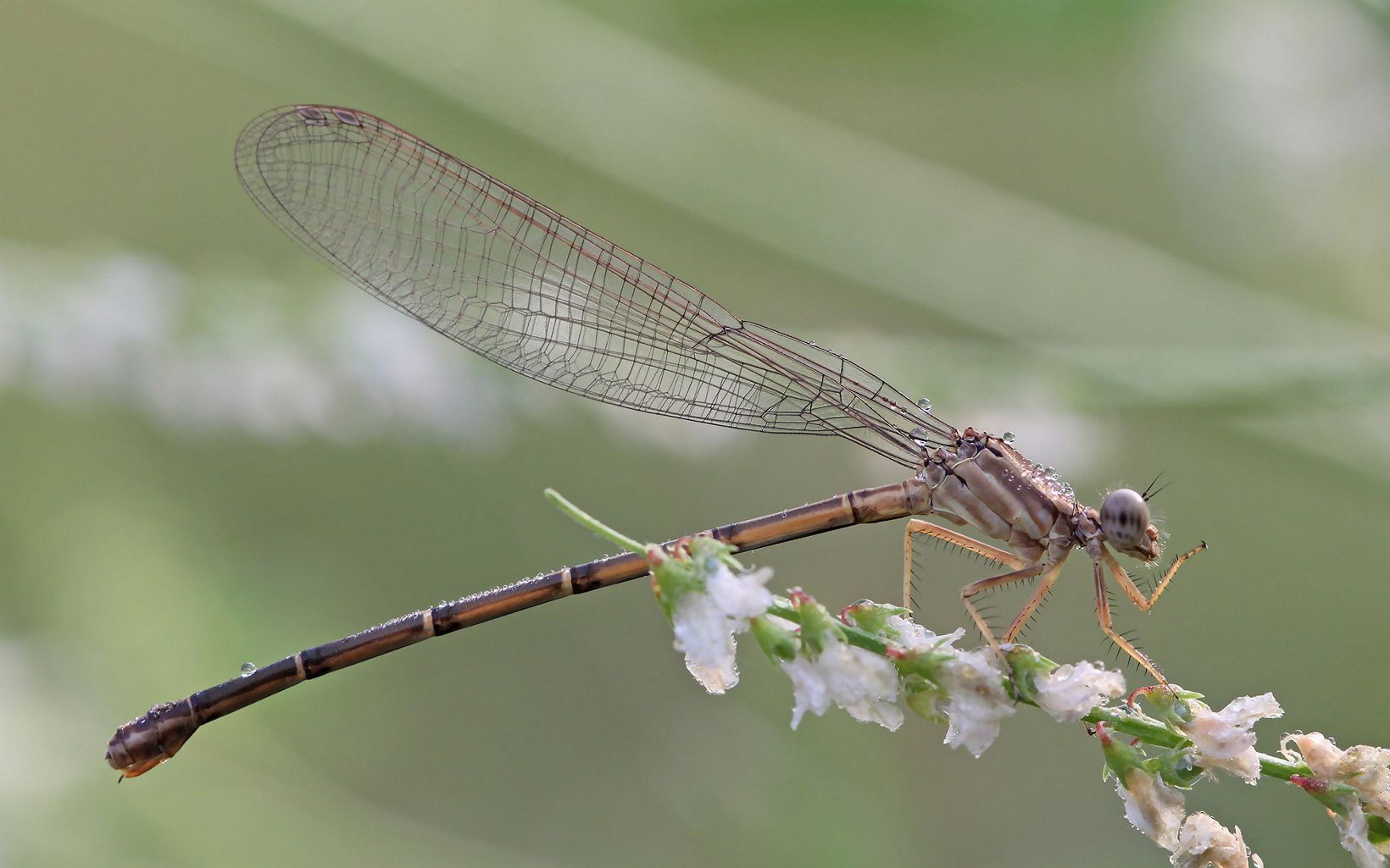 
                
                  Damselfly Damselflies and dragonflies are fierce aerial predators that help balance food webs through predation.
                  © Danae Wolfe/TNC
                
              