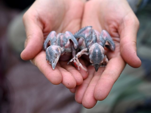Two hands hold two brand-new featherless baby birds.