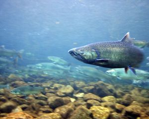 Close up look underwater at a chinook salmon.