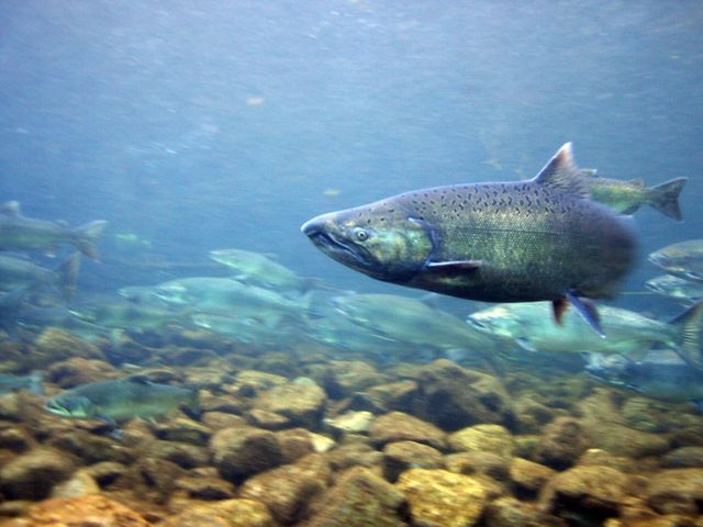 A chinook salmon swims in the foreground with several more salmon swimming in the background.