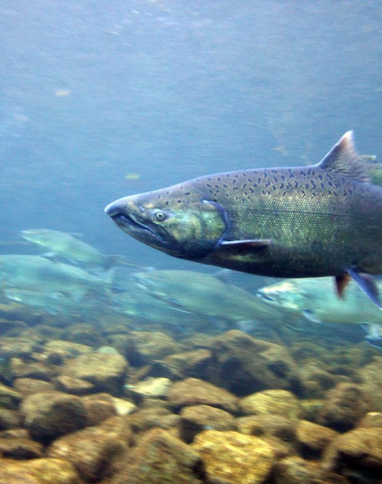 Protecting Salmon and Steelhead