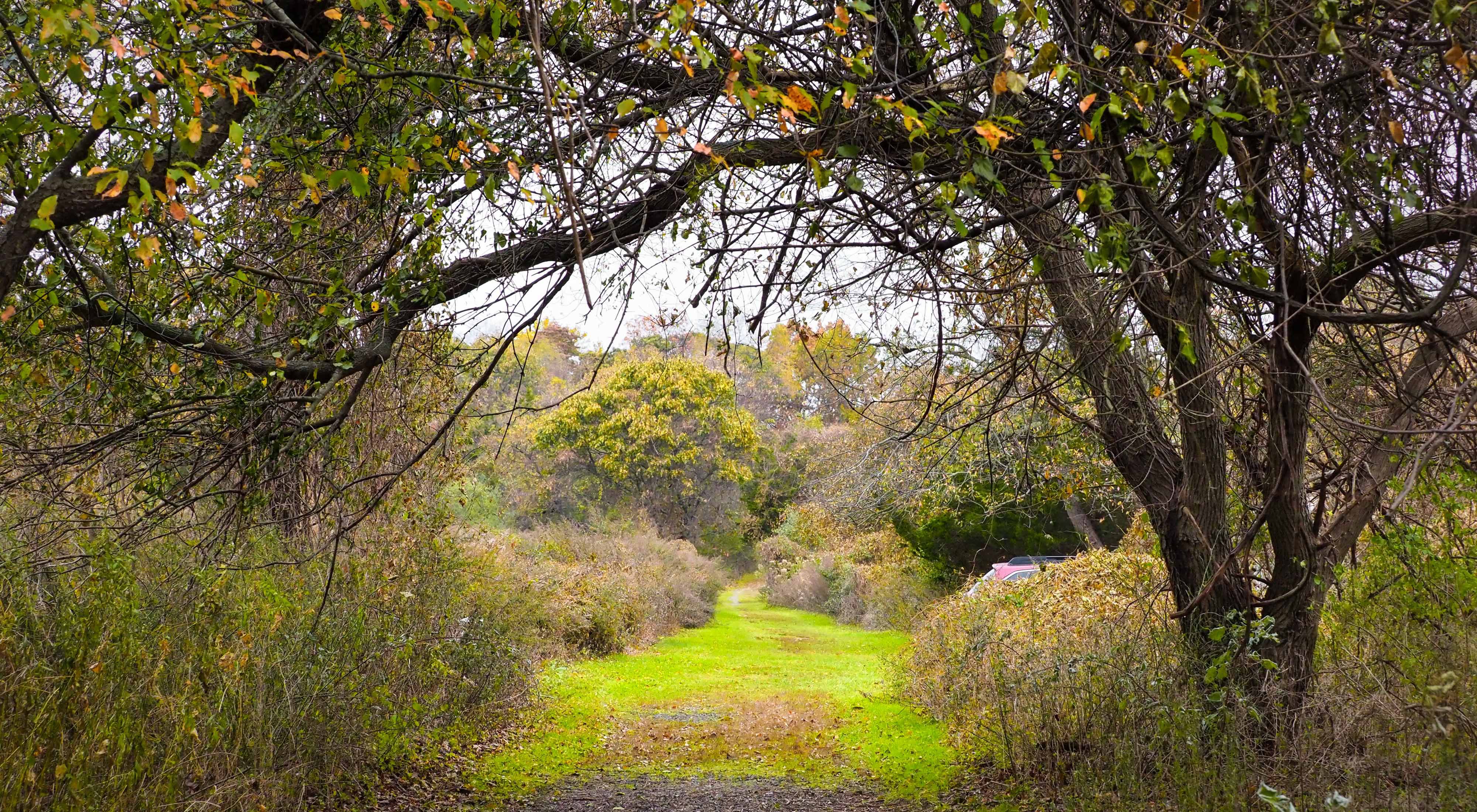 Trail on a beautiful fall day at the David Weld Sanctuary on Long Island’s North Shore.