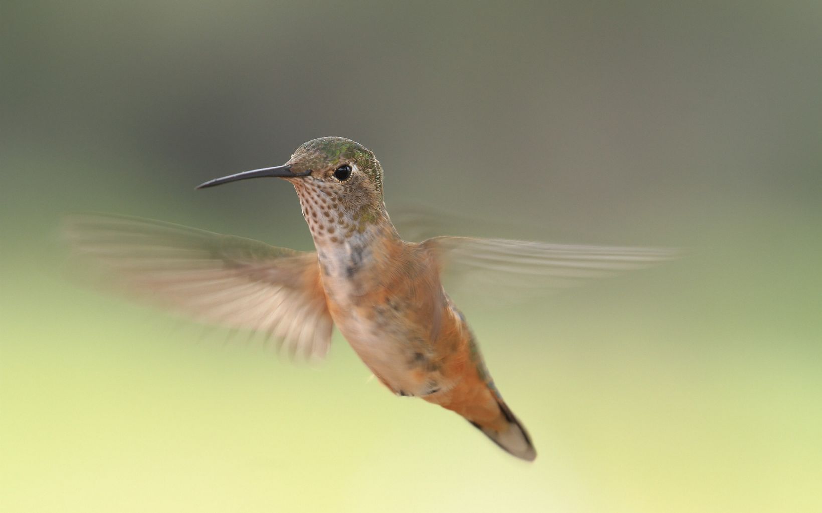 A juvenile hummingbird at Davis Mountains Preserve