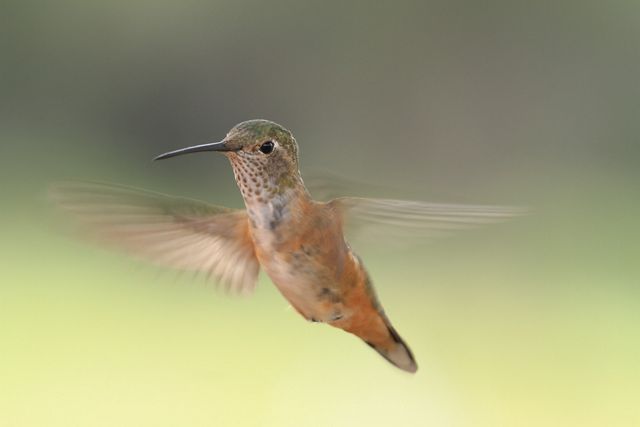 Davis Mountains Preserve | The Nature Conservancy