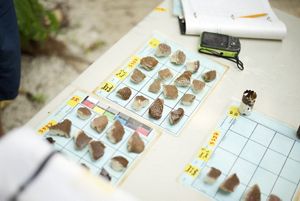 Coral samples are laid out on a data sheet.