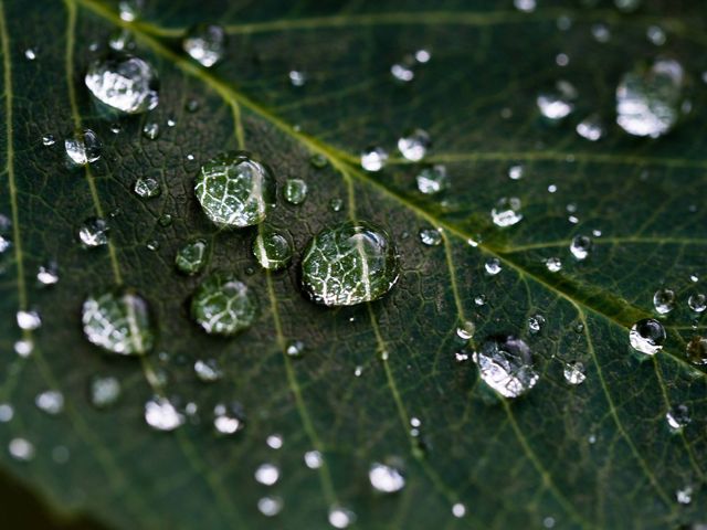 Macro view of water droplets on a leaf