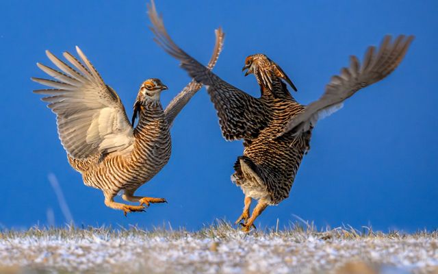 Two male greater prairie chickens dancing on a dusting of snow.