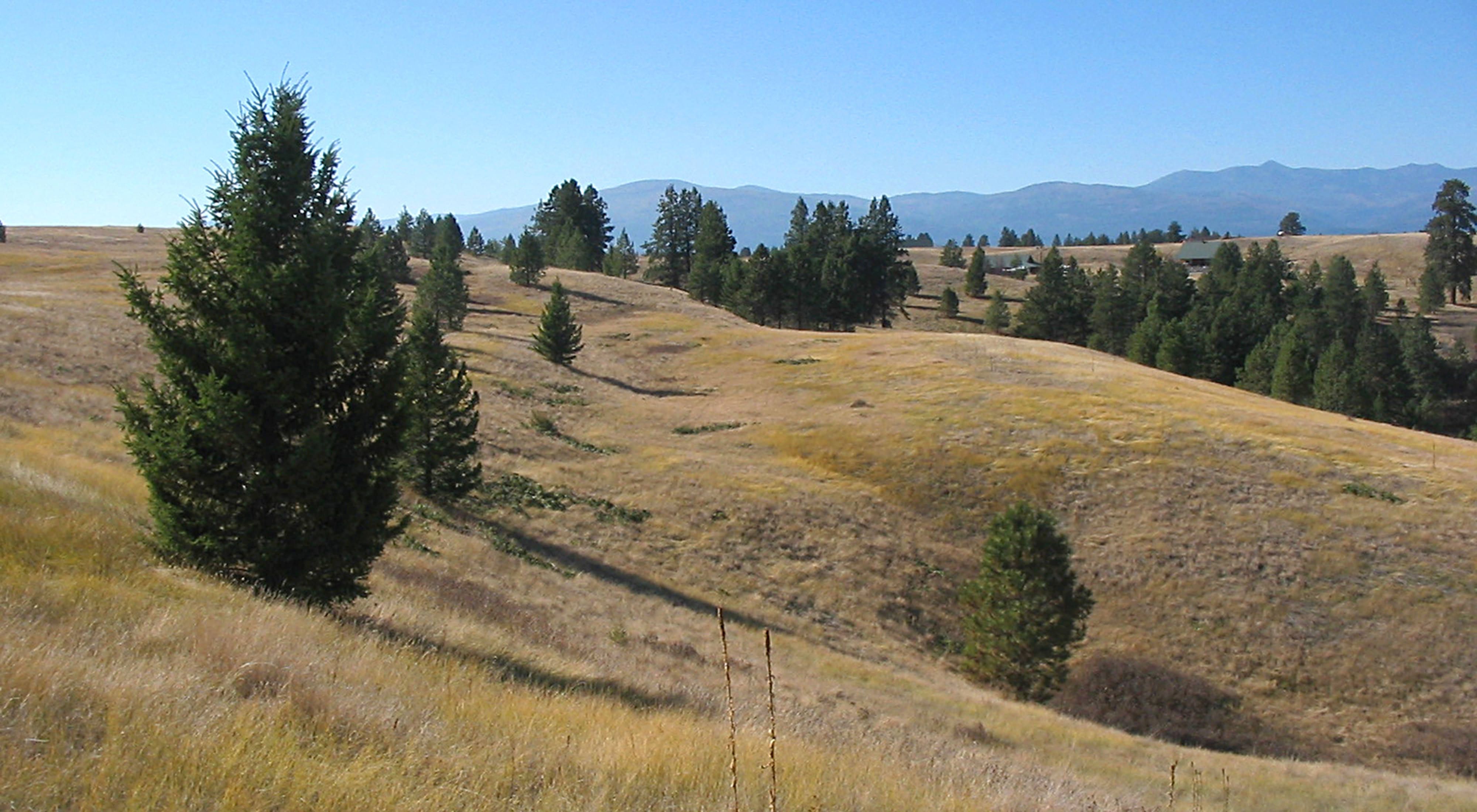 A hillside with brown grass and some scattered trees.