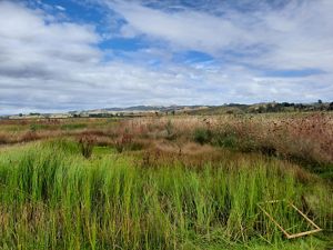 A wooden measuring tool likes in a vast grassland field.
