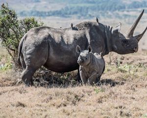 Black rhinos in Kenya