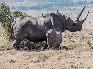 Black rhinos in Kenya