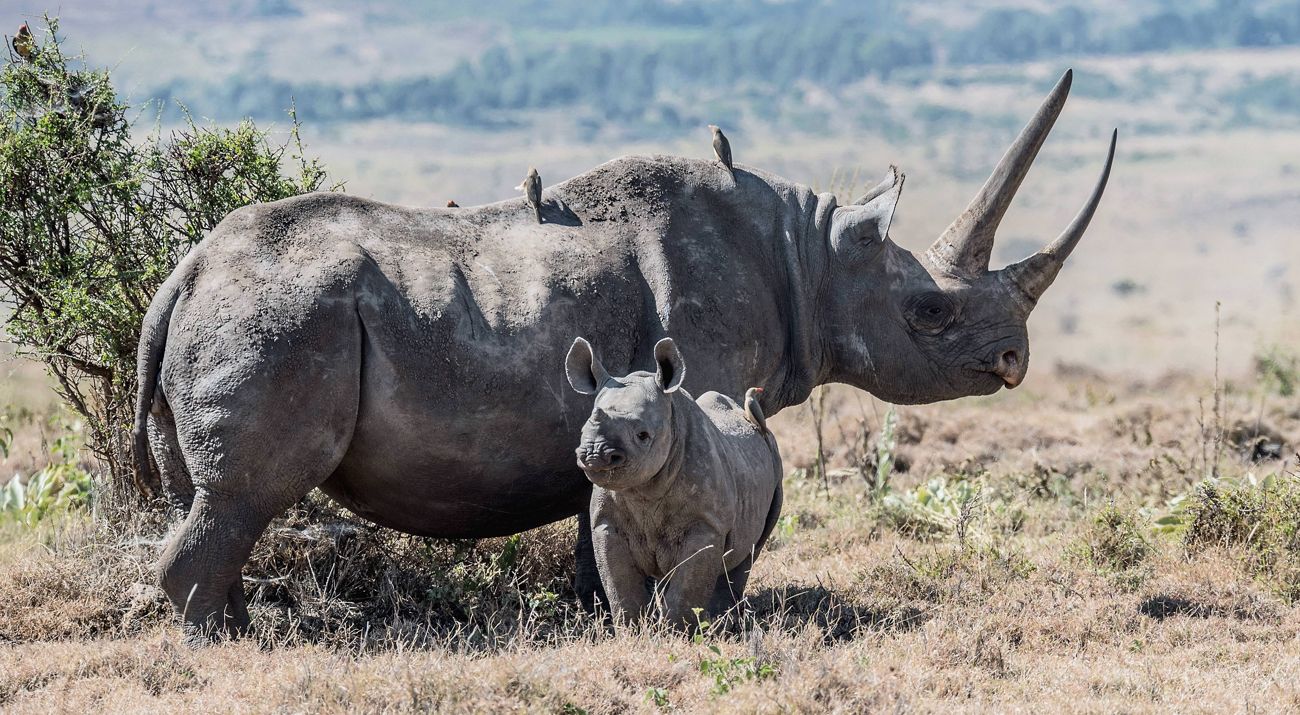 a black rhino with birds on its back with a baby rhino at its side.