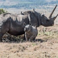 A mother and baby black rhino in Lewa Conservancy, Kenya.
