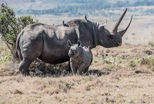 an adult black rhino with it's baby.
