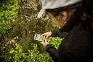 A person holds their phone and uses the inaturalist app to record a species at the base of a tree. 
