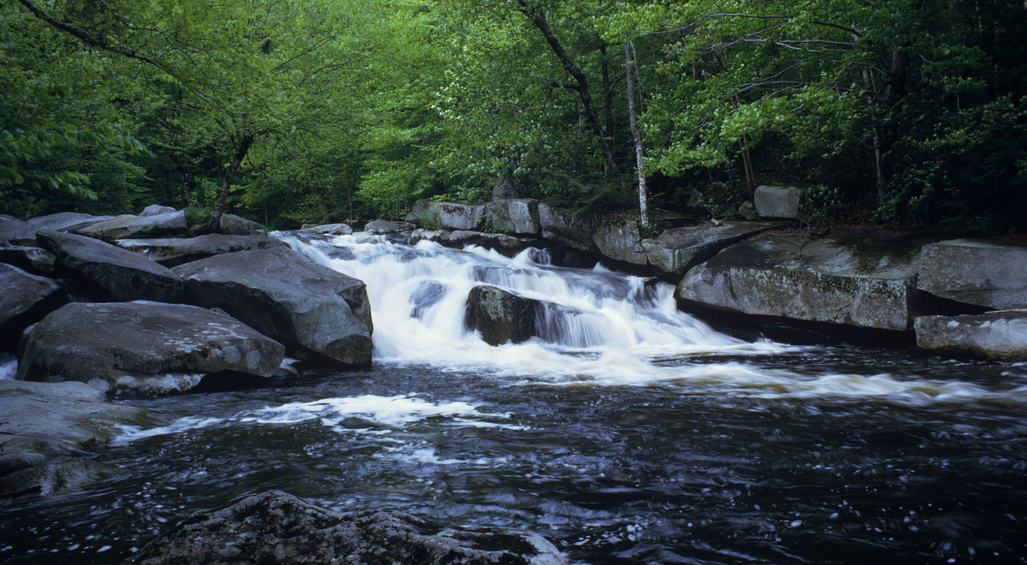 A small waterfall in the Dead Branch Brook surrounded by leafy green trees.
