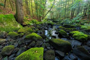 A river runs over mossy rocks through a lush green forest. 