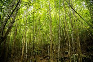 Young green trees crowd out the sky on a hillside.