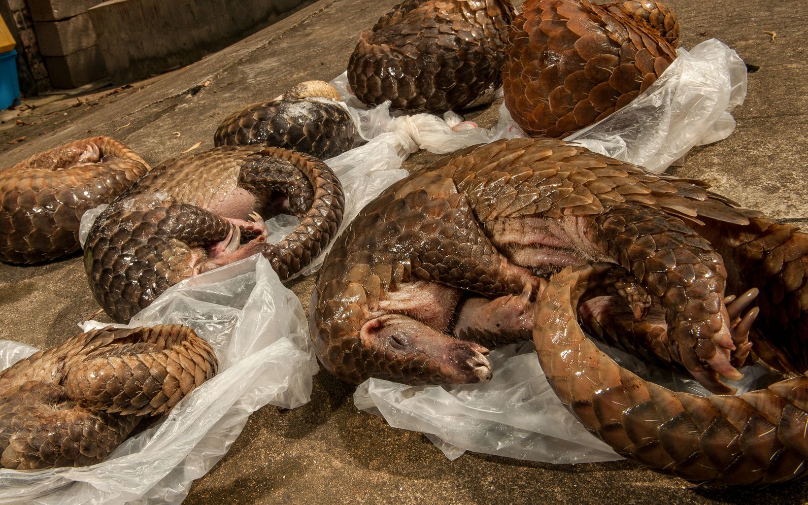 There is a false belief that pangolin blood is a healing tonic. No one knows how many of these heavily trafficked animals are left in the wild.