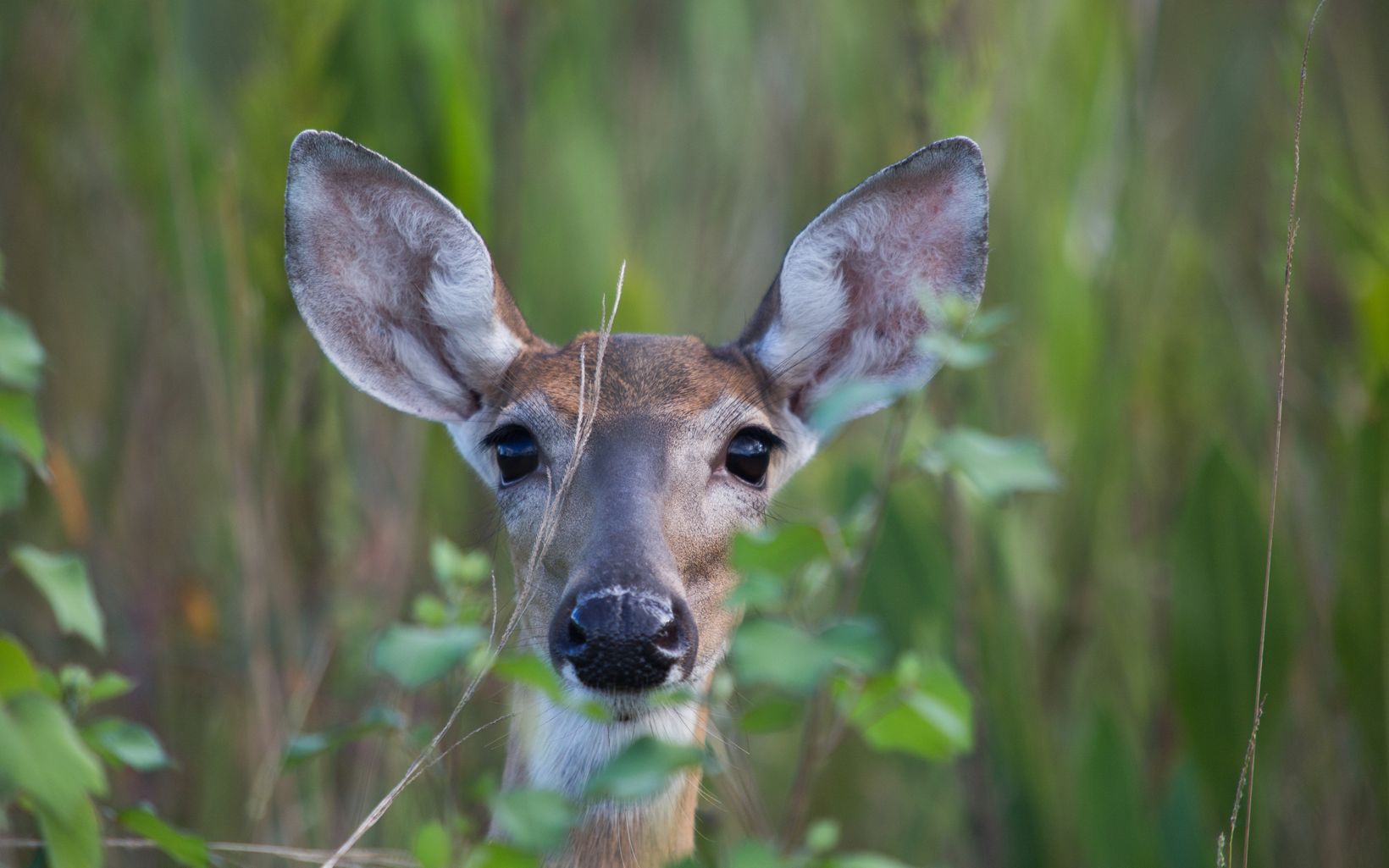 White Tailed Deer Wild deer thrive in the longleaf pine forests and are a common sight to visitors.  © Ralph Pace