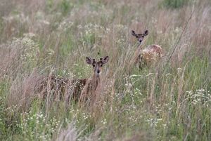 Two deer standing in tall grass.