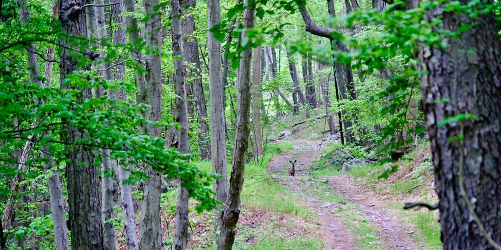A deer looks into the camera on a cleared path in the woods.