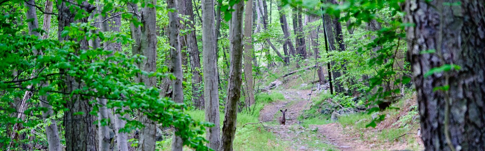 A deer stands on a trail in a forest.