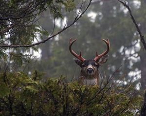 A male Sitka black-tailed deer pops his head up above dense foliage in the forest and looks at the camera.