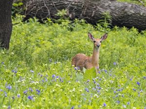 A deer stands in Spiderwort at Nachusa Grasslands.
