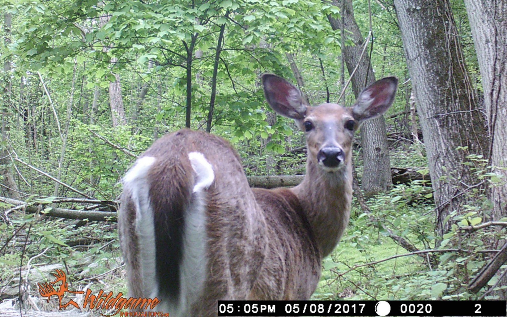 A deer perks its ears as it turns to look around. 