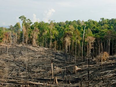 Tropical forest areas that have been deforested through a process of slash and burn to open areas for agriculture and subsistence farming in the Kalimantan region of Borneo, Indonesia.