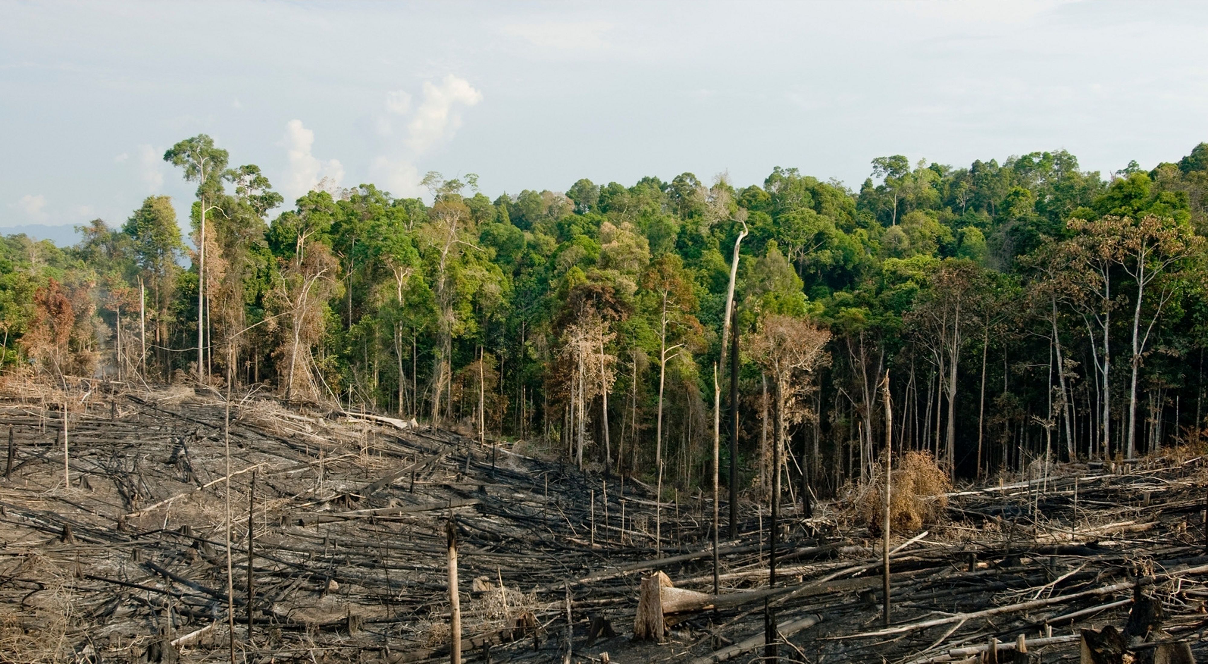 Deforestation in Kalimantan, Indonesia