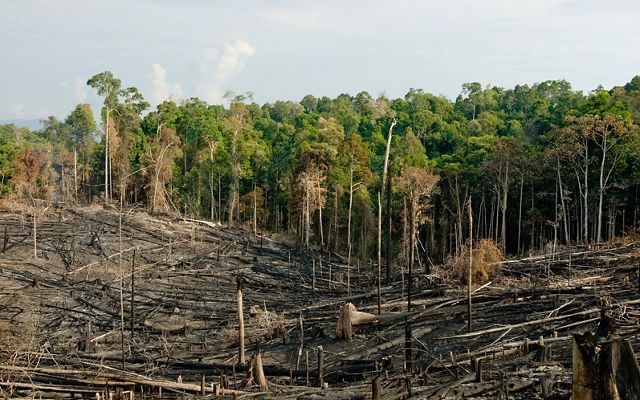 Deforestation in Kalimantan