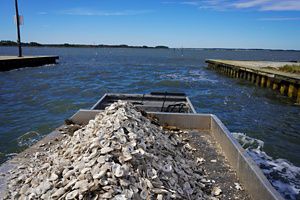 video of any oyster project in Delaware