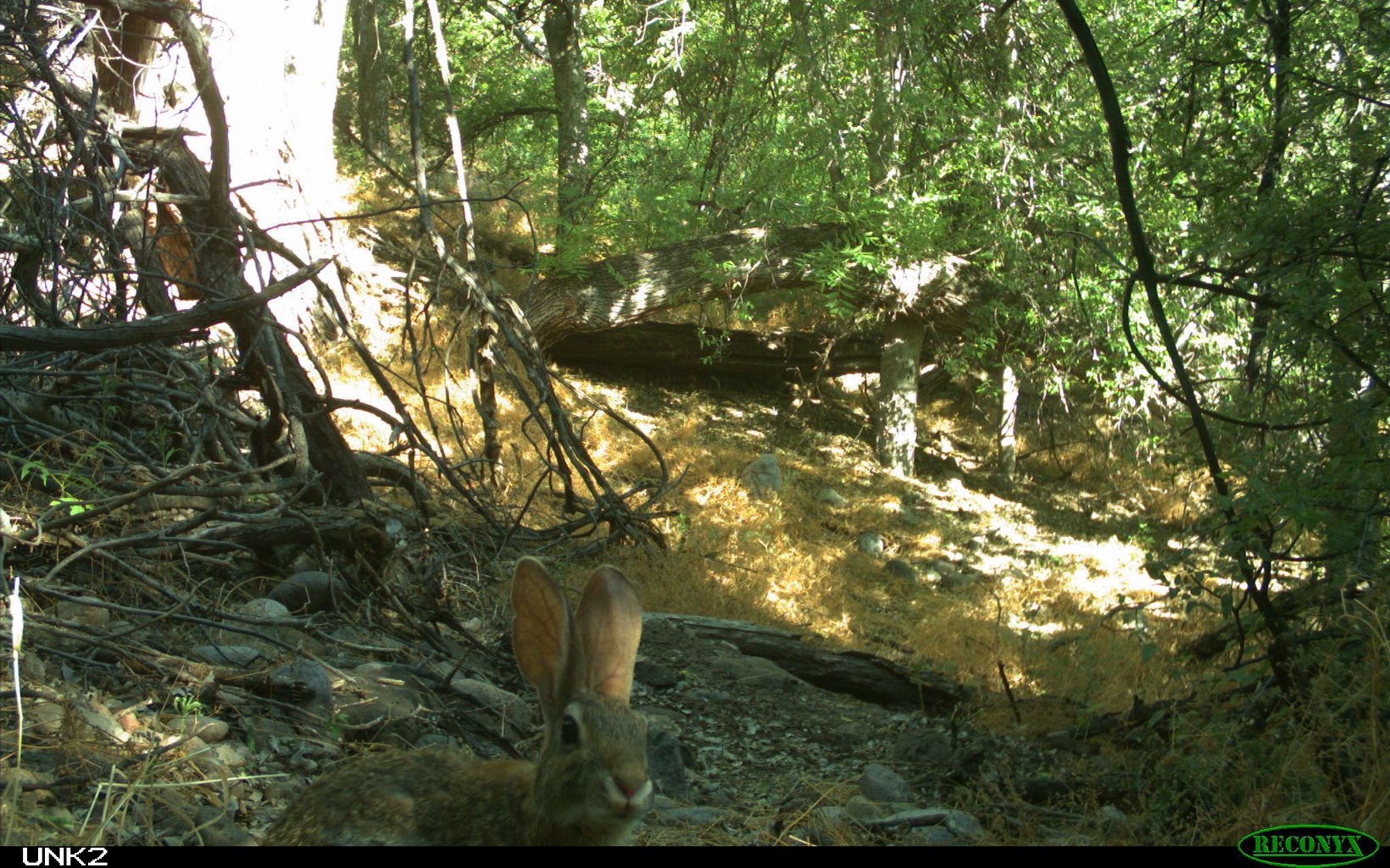 Desert cottontail on the trail camera.