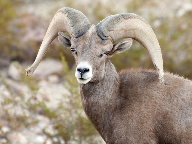 Desert bighorn sheep with large horns looking at the camera .