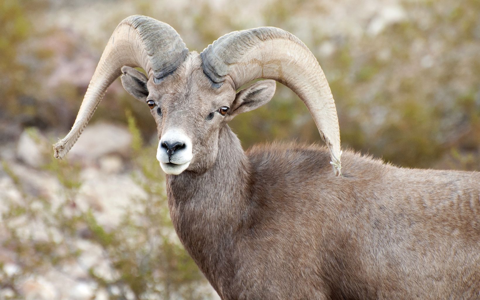 Bighorn Sheep  Because of the arid nature of Nevada, many mammals use of groundwater sources when they are available. © Andrew Cattoir/NPS