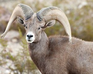 Desert bighorn sheep looking at the camera.