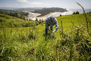 Conservancy staff and volunteers hike up to Cascade Head Preserve in Otis, Oregon to remove invasive Himalayan blackberry bushes