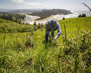 Conservancy staff and volunteers hike up to Cascade Head Preserve in Otis, Oregon to remove invasive Himalayan blackberry bushes