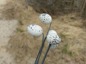 Fake least tern eggs.