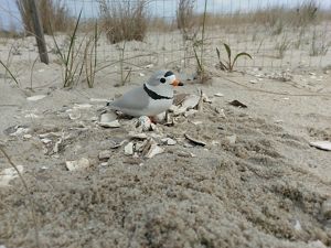 Plover decoy on a nest.