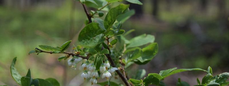Several small white flowers bloom on a branch with green leaves.
