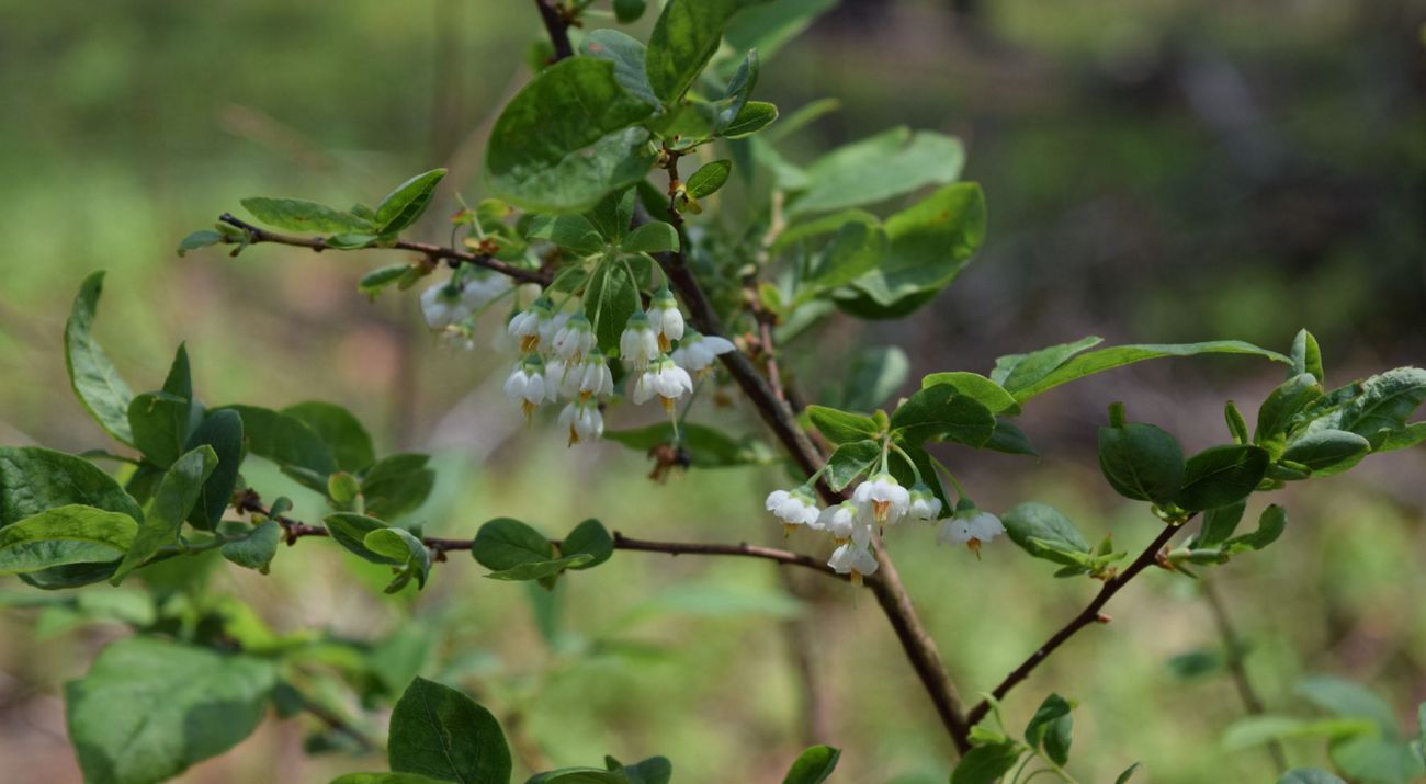 A bush grows with green leaves and downturned white flowers on its branches.