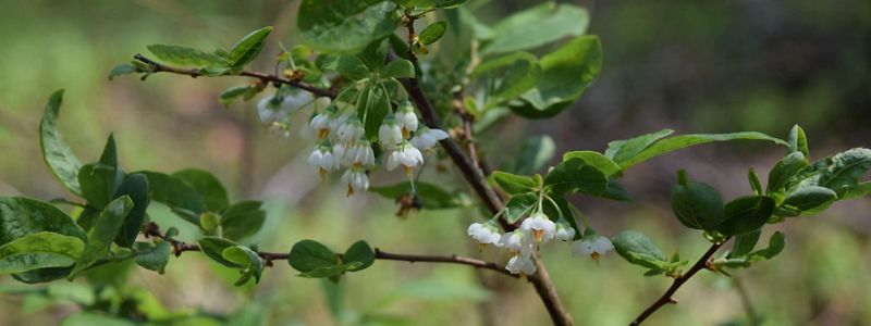 Small white flowers grow on a branch with round green leaves.
