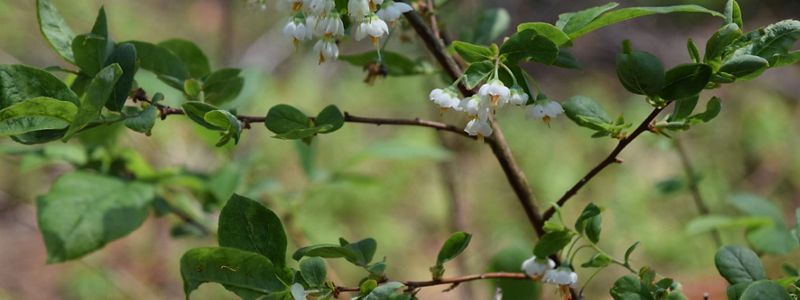 Tiny white flowers droop downward off of a branch.