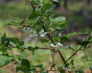 A bush grows with green leaves and downturned white flowers on its branches.